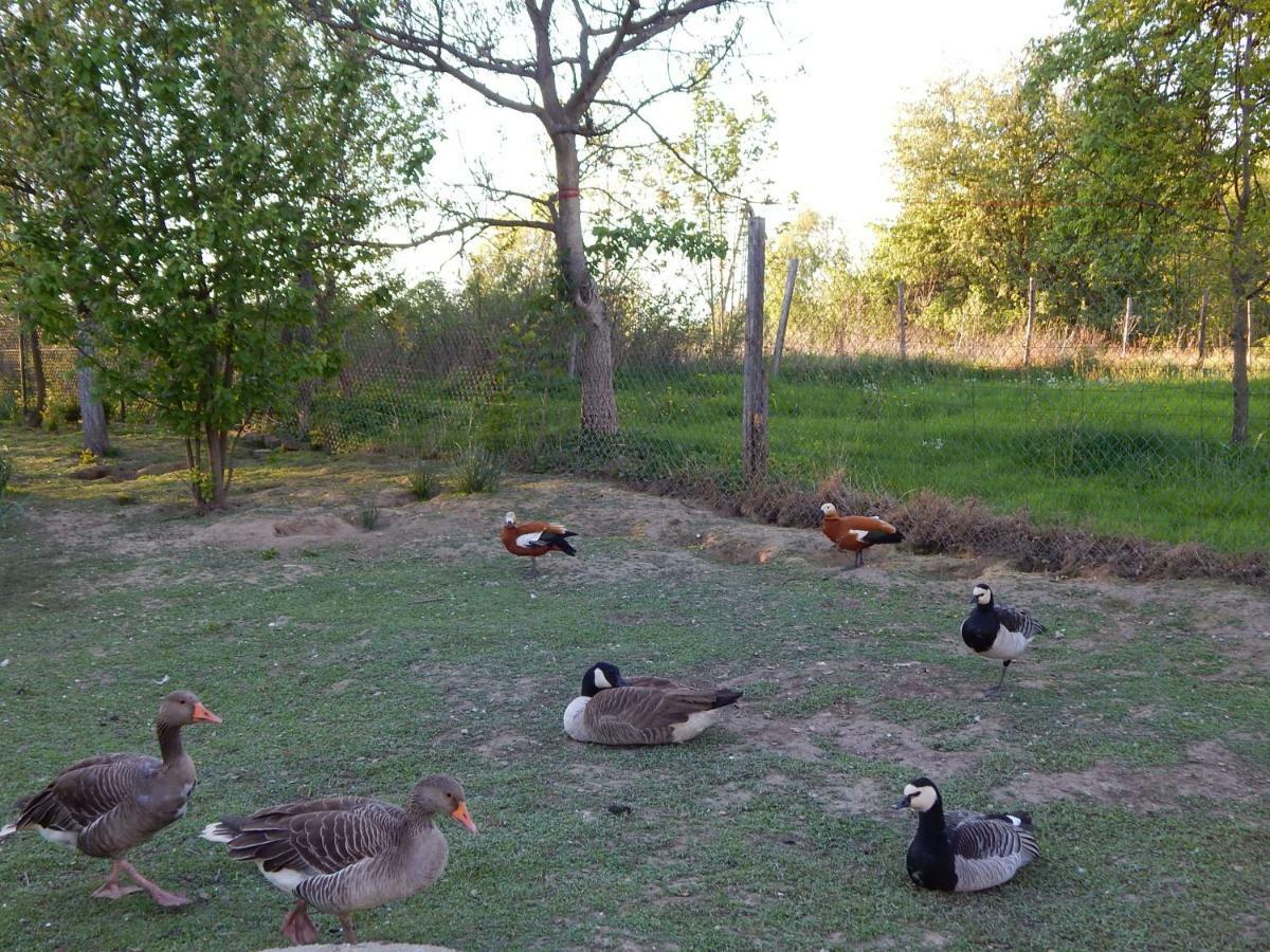 Pokoje Goscinne Ostoja Mirsk Exterior foto